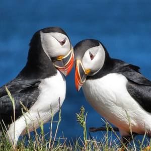 Meet your Posher, Tina